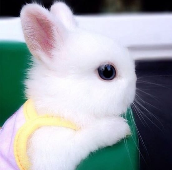 Cute-Rabbits-010
