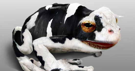 Cow Frog