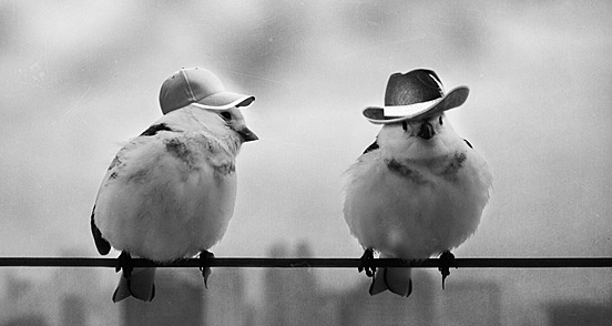 Bird Hat