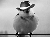 Bird Hat
