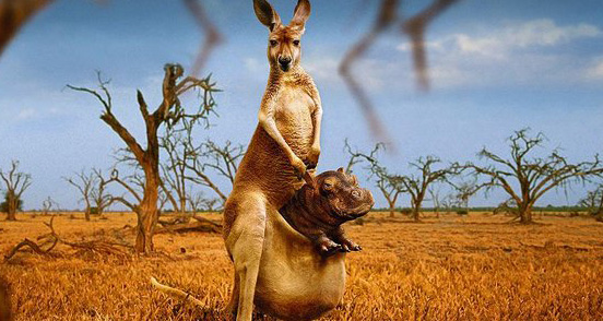 Kangarook