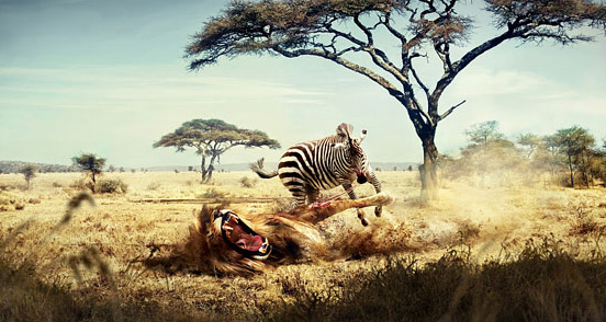 Lion and zebra