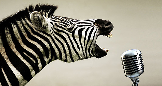Rock Roll Zebra