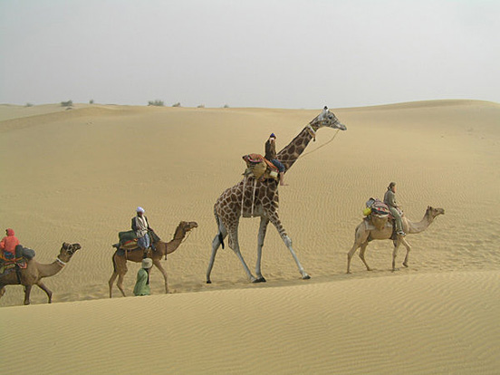 Camel Wannabe