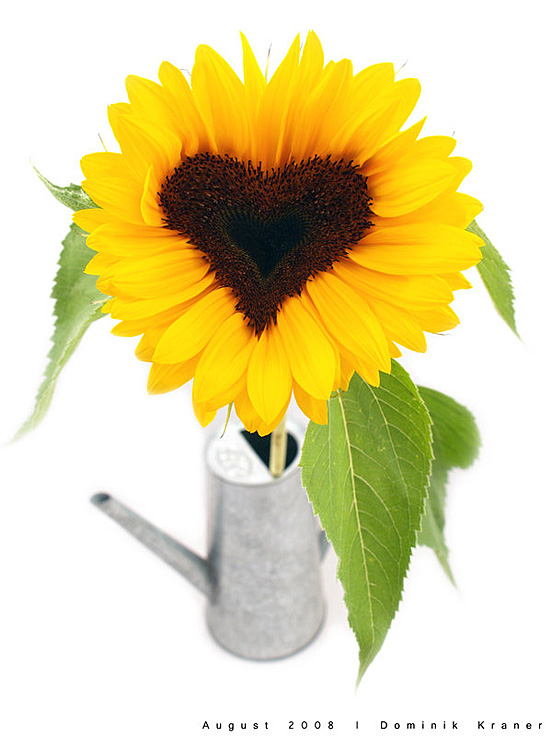 Lovely sunflower