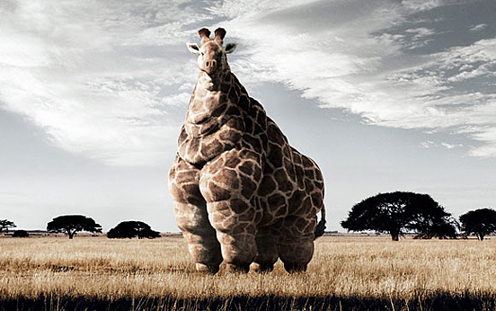 Fatness Giraffe