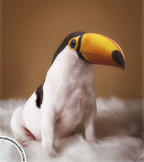 Toucan play that way