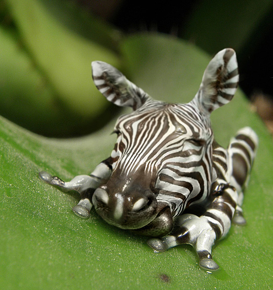 Zebra Frog