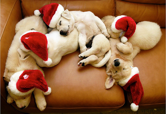 Sleeping santa dogs