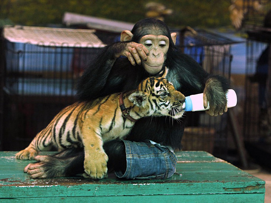 Chimp Feeds Tiger Cub.jpg