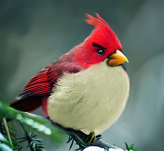 Real Life Angrybirds Red Bird