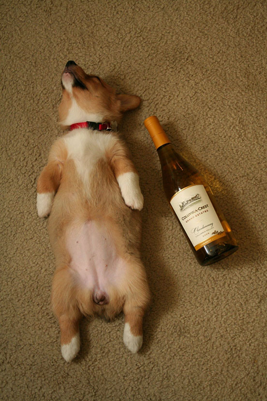 This Corgi Puppy is Knocked Out