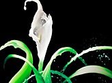 Water Calla Lily