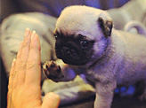 Pug Puppy Working On High-Five