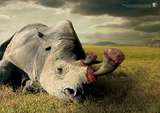 Horns Are Not Created to Kill Rhinoceros