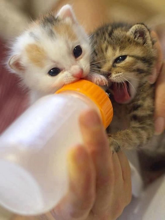 Cute Little Kitties Feeding Milk from Feeder