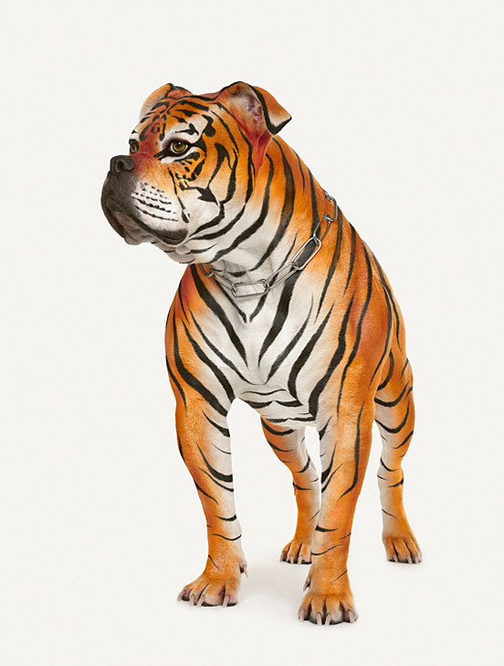 Dog Tiger