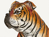 Dog Tiger