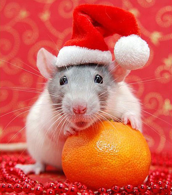 30 Beautiful Animals Celebrate Christmas with You - The Design