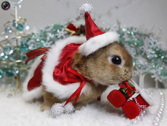 Joyeux Noël Asolraahn ! Christmas-Animals-025