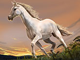 White Stallion