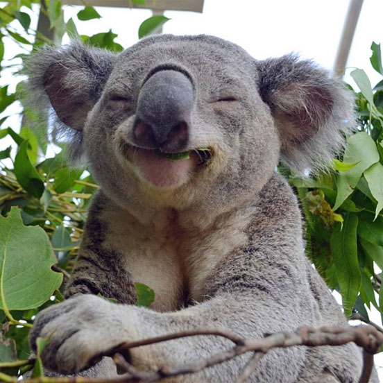 Koala In Eucalyptus Nirvana