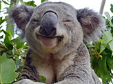 Koala In Eucalyptus Nirvana