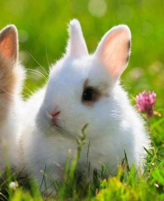 Top 30 Cutest Pictures of Bunnies around the World - The Design Inspiration  | The Design Inspiration