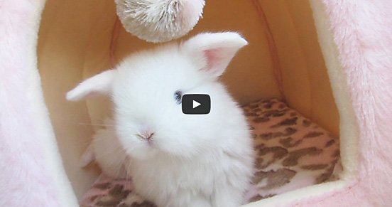 25 Adorable Pet Videos From Pawtube Tv The Design Inspiration The Design Inspiration