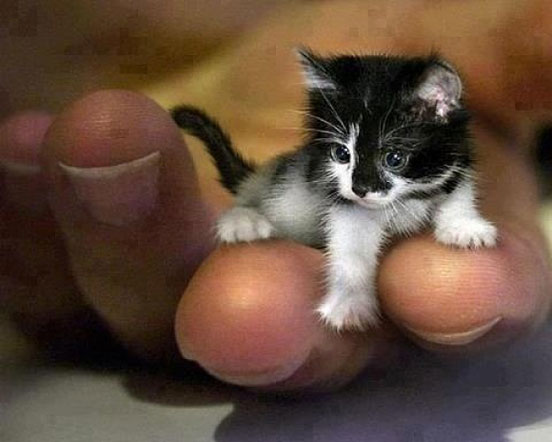 Smallest Cat Mr Peebles may look like a kitten