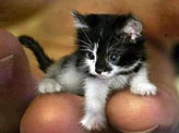 Smallest Cat Mr Peebles may look like a kitten