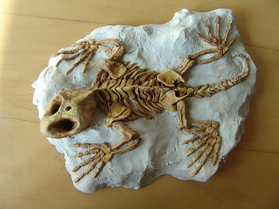 Cotylosauria fossil