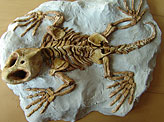 Cotylosauria fossil