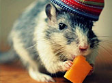 Mouse Cheese Hat Funny