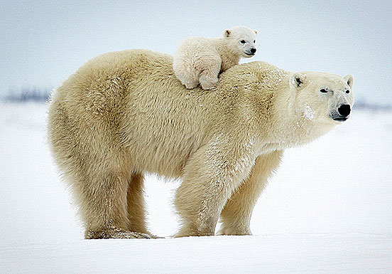 Amazing Polar Bear