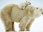 Amazing Polar Bear