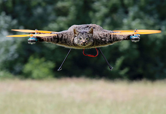 Fly Cat