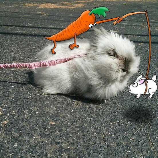 Come on bunny go for it
