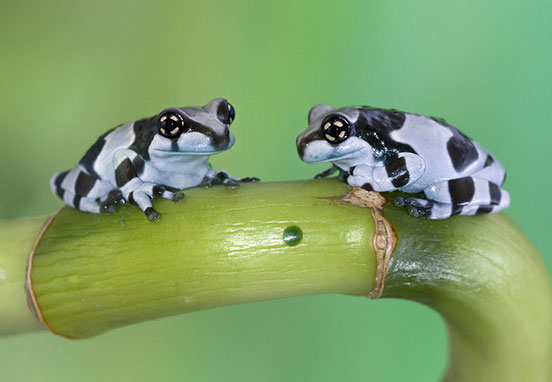 Two Milk Frogs