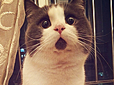 The Perpetually Shocked Cat
