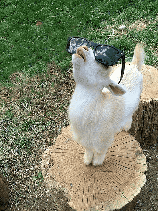 Goats Are Cool