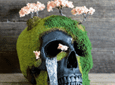 Bonsai Skulls