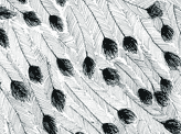 Emu Feather Pattern