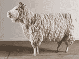 This Ram Was Made using Mops and Shoe Lace
