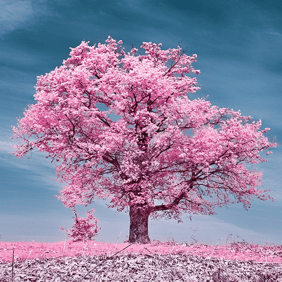 Infrared Colors - The Design Inspiration | Creative Photo | The Design ...