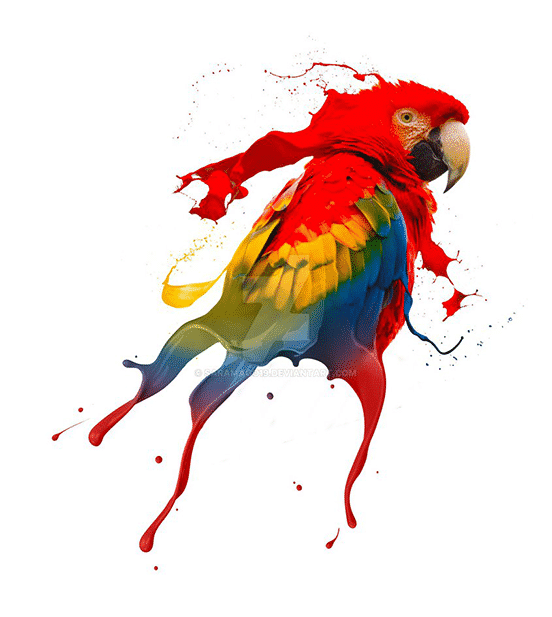 Creative Parrot