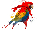 Creative Parrot