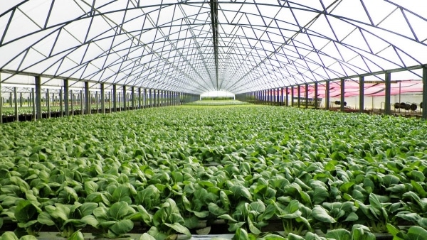 Greenhouse Technology and Its Importance in Agricultural Engineering