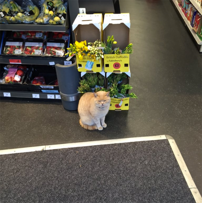 cat-supermarket-1