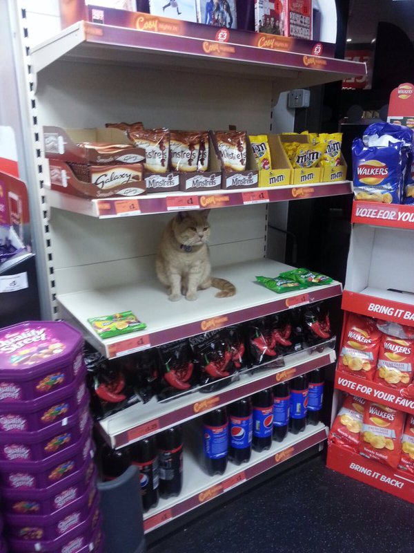 cat-supermarket-2
